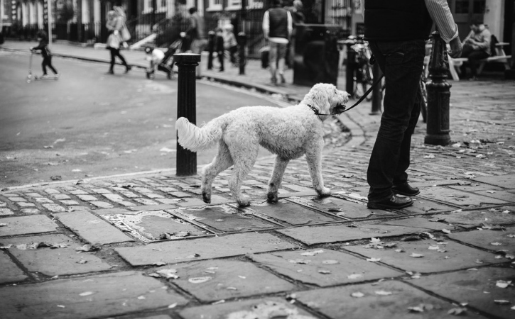 5 Ways to Start a Successful Dog Walking Business